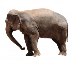 Elephant 1 PNG by EveLivesey.deviantart.com on @deviantART | Animal ...