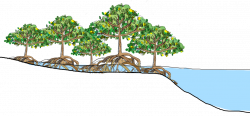 CBEMR | A Successful Method of Mangrove Restoration - Part 4
