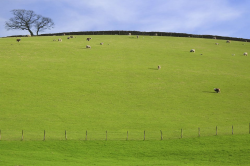 Field | Free Stock Photo | A green pasture with sheep under ...