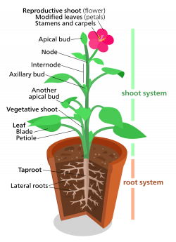File:Plant.svg - Wikimedia Commons