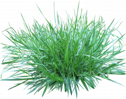 Patch Of Grass transparent PNG - StickPNG