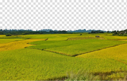 Rice gadu Foxtail millet, Endless rice transparent ...