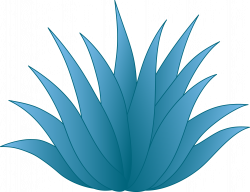 Agave Drawing Agave logo tequila clipart | beach house | Pinterest ...