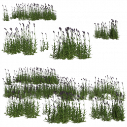Lavender by BrokenWing3dStock on deviantART | Garden/Landscape ...