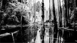 Clipart - Swamp Grayscale