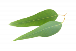 Organic Eucalyptus Oil — Clear Revive