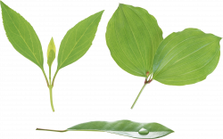 Green leaves PNG Image - PurePNG | Free transparent CC0 PNG Image ...
