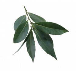 File:Laurus nobilis leaves.png - Wikimedia Commons