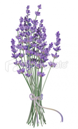Lavender Flower Free Clipart