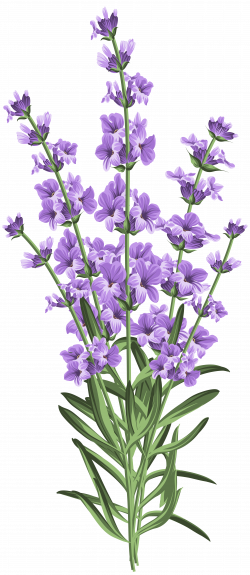 Lavender Flower Transparent PNG Clip Art | Gallery Yopriceville ...