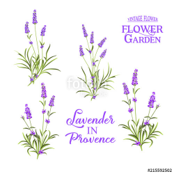 Set of lavender flowers elements. Botanical illustration ...