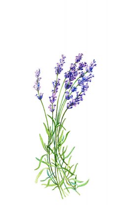 Download lavender botanical print clipart English lavender ...