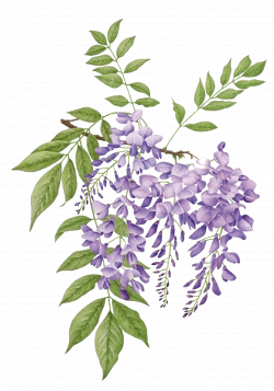 wisteria violeta común gif | Floral | Pinterest | Wisteria, Flowers ...
