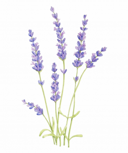 lavender #flowers #tree - Hoa Oải Hương Vẽ Free PNG Images ...
