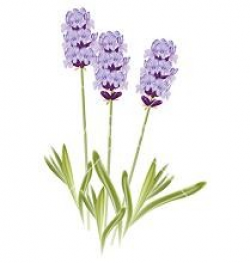 Free Free Cliparts Lavender, Download Free Clip Art, Free ...