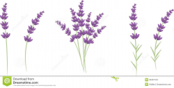 85+ Lavender Clipart | ClipartLook