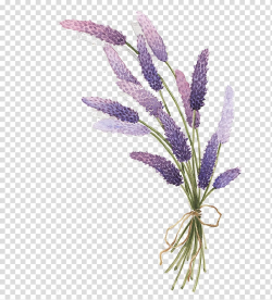 Lavender Drawing, lavender, purple petaled flowers bouquet ...