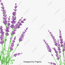 Lavender Flowers, Lavender Petals, Plants, Herbaceous PNG ...