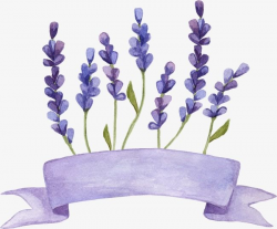 Lavender, Flowers, Watercolor PNG Transparent Clipart Image ...