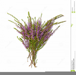 Scottish Heather Clipart | Free Images at Clker.com - vector ...