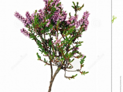 Free Lavender Clipart, Download Free Clip Art on Owips.com