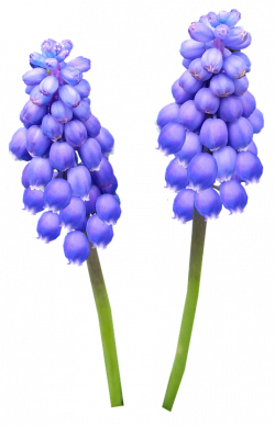 Lavender Cliparts Free#5028607 - Shop of Clipart Library