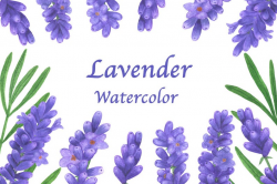 Lavender Clipart watercolor illustrations Flowers Watercolor Clipart summer  botanical spring decoration design greeting card digital