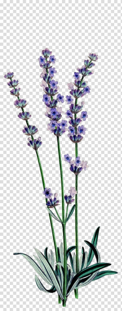 Purple lavenders , English lavender Botanical illustration ...