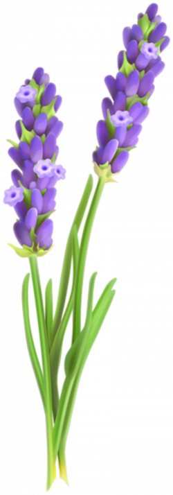 Images of Lavender Illustration Png - #SpaceHero