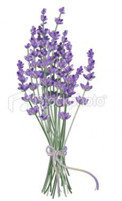 Realistic Lavender Bouquet drawn with gradient mesh. | Inky ...