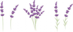 Lavender Clipart Free | Free download best Lavender Clipart ...