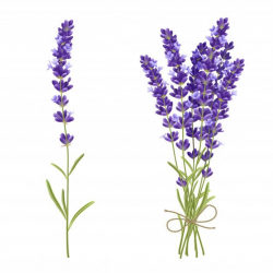 Lavender bouquet realistic illustration Free Vector ...