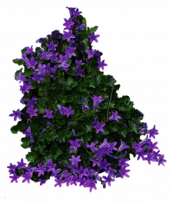 Bush with purple Flowers PNG Image - PurePNG | Free transparent CC0 ...