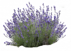 Lavender Flower clipart - Plants, Lavender, Plant ...