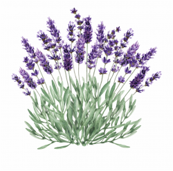 Lavender, Watercolor Painting, Drawing, English Lavender ...