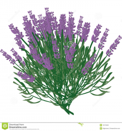 Lavender plant clipart 7 » Clipart Portal