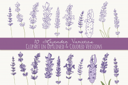 Lavender Clip Art & Vectors by The Pen & Brush on Creative ...