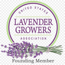 Lavender Background clipart - Lavender, Farm, Text ...