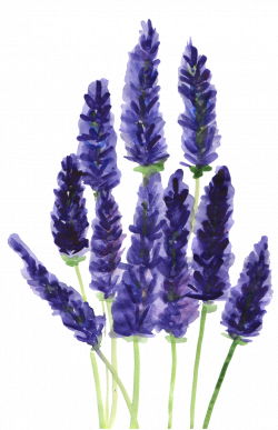 ftestickers watercolor flowers lavender...