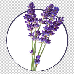 English Lavender French Lavender Lavender Oil Plant PNG ...