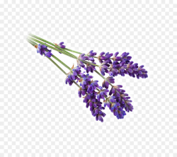 Lavender Background clipart - Lavender, Purple, Flower ...