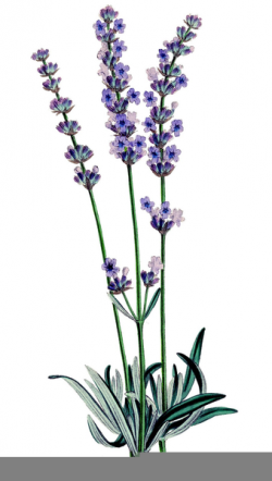 Lavender Herb Clipart Plant | Free Images at Clker.com ...