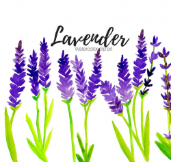 Lavender clipart - floral clipart - scent clipart - flower clipart - herb  clipart - Commercial Use