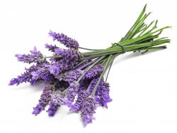 Lavender Bunch Close Up transparent PNG - StickPNG
