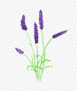 Flowers Clipart Background clipart - Flower, Lavender, Plant ...