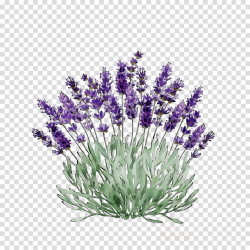 Lavender Flower clipart - Flower, Lavender, Plant ...
