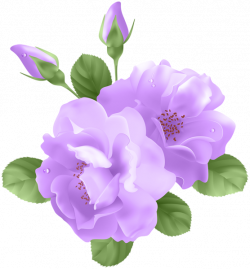 Rose Purple Flower Clip art - purple flowers 556*600 transprent Png ...