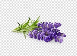 Lavender Background clipart - Lavender, Flower, Purple ...