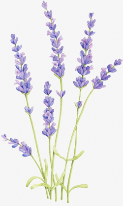 Lavender, Painted, Watercolor, Plant PNG Transparent Clipart ...