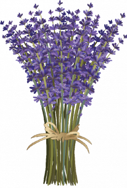 Lavender Bouquet. layered. Long Stemmed Lavender Flower Bouquet tied ...